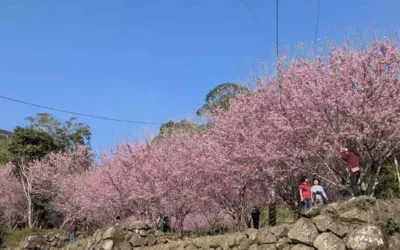 228連假必遊雲林!草嶺石壁櫻花季盛大綻放 40萬人共賞粉色夢幻花海