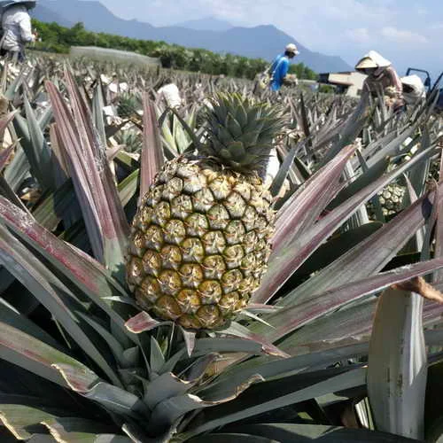 鳳梨外銷助攻隊3