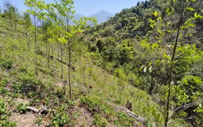 「獎勵造林受理申請至4月30日!一起當森林的主人」