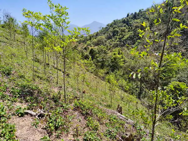 獎勵造林受理申請至4月30日1