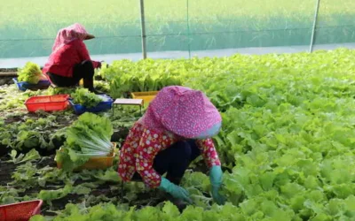 7月24日起范斯高颱風外圍雲系影響 農糧署籲請農友加強防範措施
