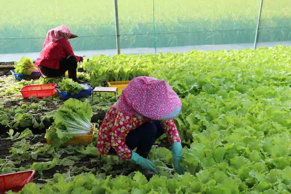 7月24日起范斯高颱風外圍雲系影響 農糧署籲請農友加強防範措施1