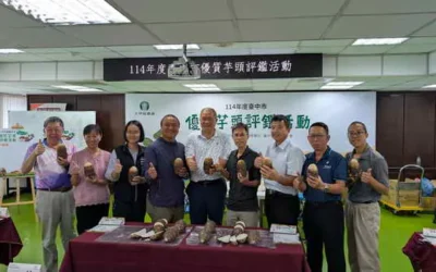 台中芋頭享譽全國芋頭評鑑大甲區王忠信勇奪冠軍頭銜!