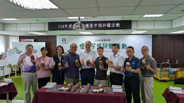台中芋頭享譽全國_芋頭評鑑大甲區王忠信勇奪冠軍頭銜