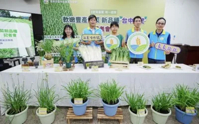 軟嫩豐產 韭菜新品種‘台中1號’登場
