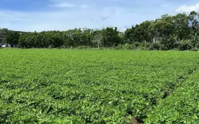 落花生豪雨受災有救助、受損莢果有去處 農糧署協助農友減輕損失