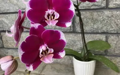 保護植物品種權 提升農業競爭力