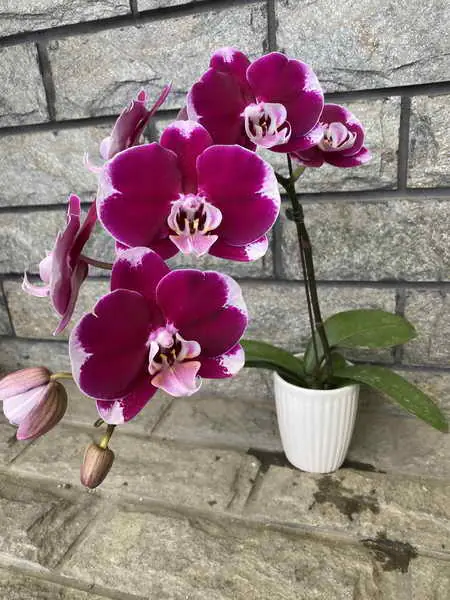 保護植物品種權 提升農業競爭力