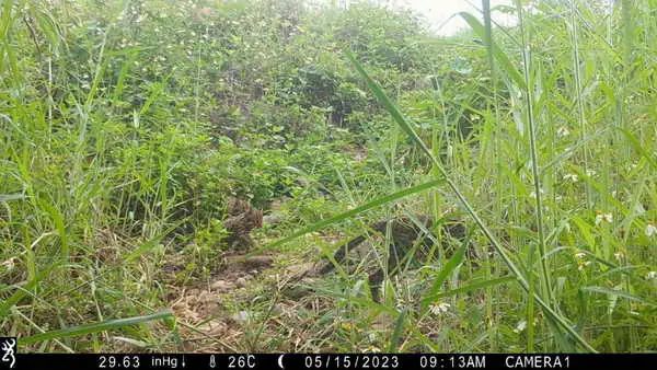 公私協力移除外來種植物 齊心守護石虎棲地1