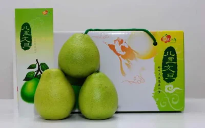 北部地區文旦柚採果季開始 當季鮮果應景上市
