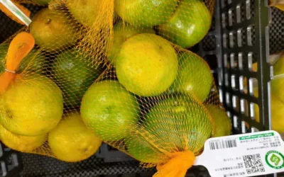 博柑情 產銷履歷椪柑安心又甘甜