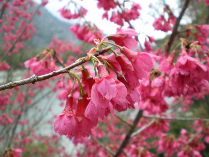 培育在地原生特色植物1