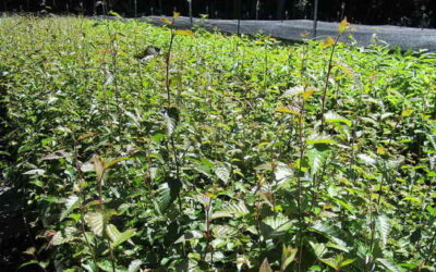 培育在地特色原生植物「阿里山千金榆」 兼顧森林生態、景觀、經濟價值