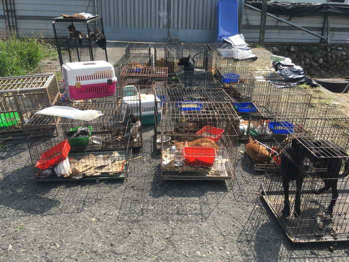 大量不當飼養犬貓 雲林縣政府介入查處1
