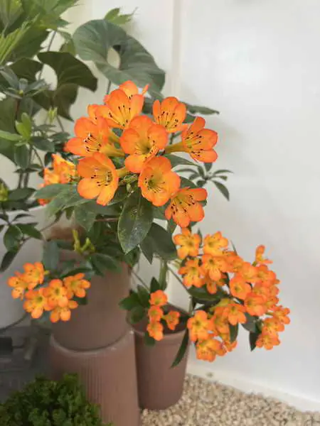宅栽觀葉農場1