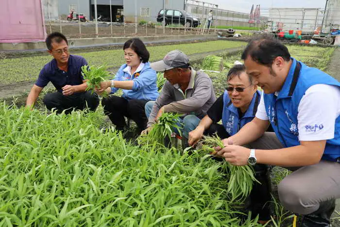 山陀兒颱風來襲 張麗善縣長巡視葉菜類搶收情形1