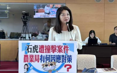 市議員吳瓊華關心石虎遭撞擊案件 農業局有何因應對策?