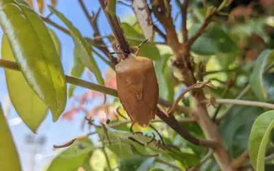 年後荔枝椿象將甦醒 臺中農改場籲請農友及早啟動防治