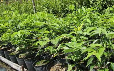 林業保育署「臺灣原生樹木種苗網」 南投分署原生櫻花「黃土樹」熱賣中