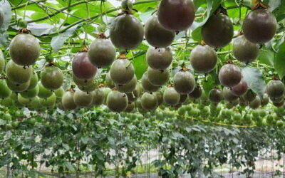 栽培技術精進及嚴謹監控農藥殘留 國產百香果品質安全有保障