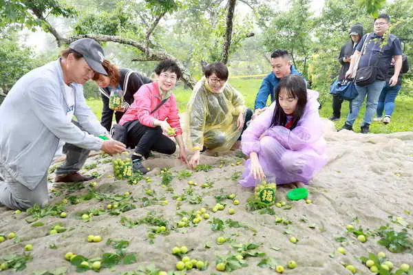 梅子節國姓梅香秘境親子採梅去 共享敲梅