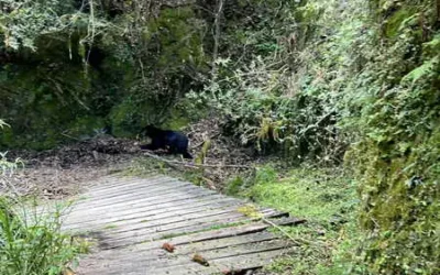 熊出沒 友山林 林業保育署南投分署保育訓練防範人熊衝突