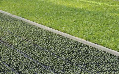 種植大宗蔬菜前查詢供育苗量預警系統 掌握最新種植資訊