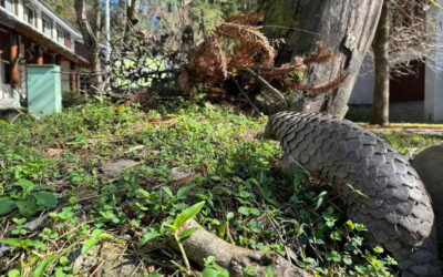 「穿山甲」悠遊奧萬大
