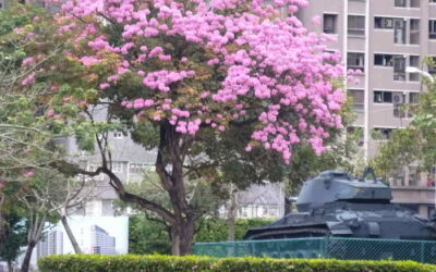 粉紅花海綻放台中! 建設局邀民共賞洋紅風鈴木
