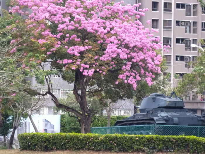 粉紅花海綻放台中1