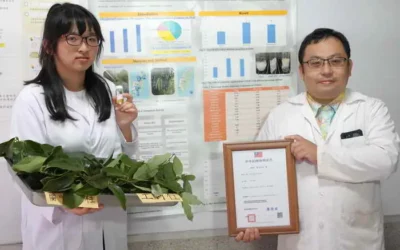 結合製茶方式萃取肉桂精油 大葉大學藥保系獲新型專利