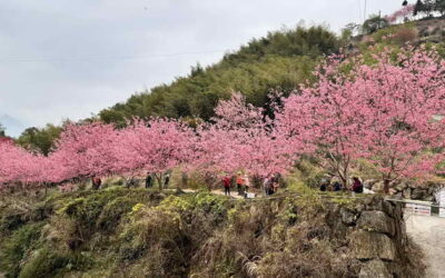 花都開好了! 石壁美人谷瞬間成粉紅仙境 滿山滿谷櫻花盛開9成 3週湧入超過40萬賞櫻民眾!