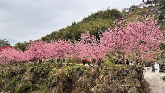 花都開好了1