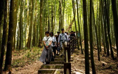 草嶺石壁森林療癒祭再創佳績!草嶺觀光遊憩人次攀升 預計年底可突破80萬人次