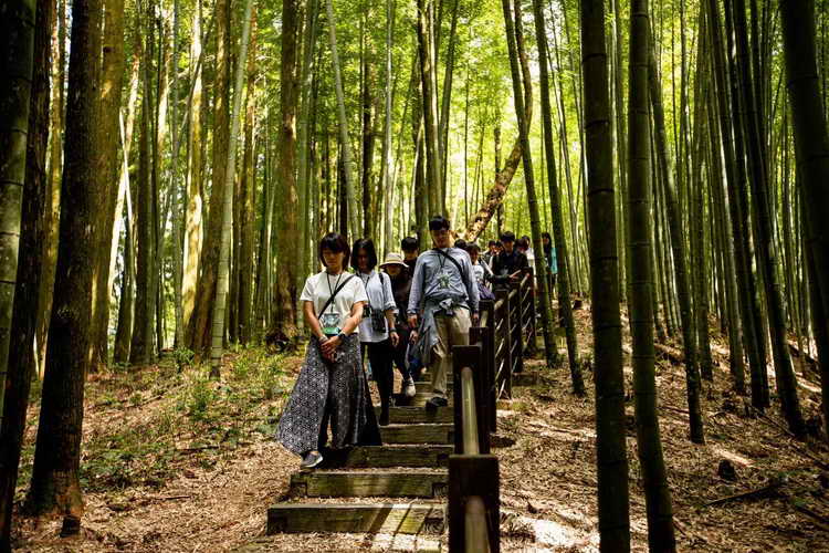 草嶺石壁森林療癒祭再創佳績1