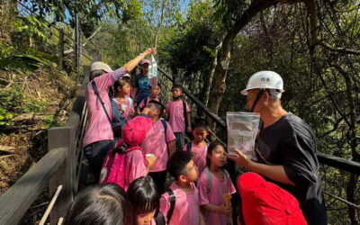 荔枝椿象現蹤大坑步道 中市府觀旅局釋放平腹小蜂防治
