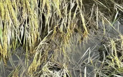 雲林地區113年第1期作受災稻穀 自即日起辦理補申報繳售受災稻穀