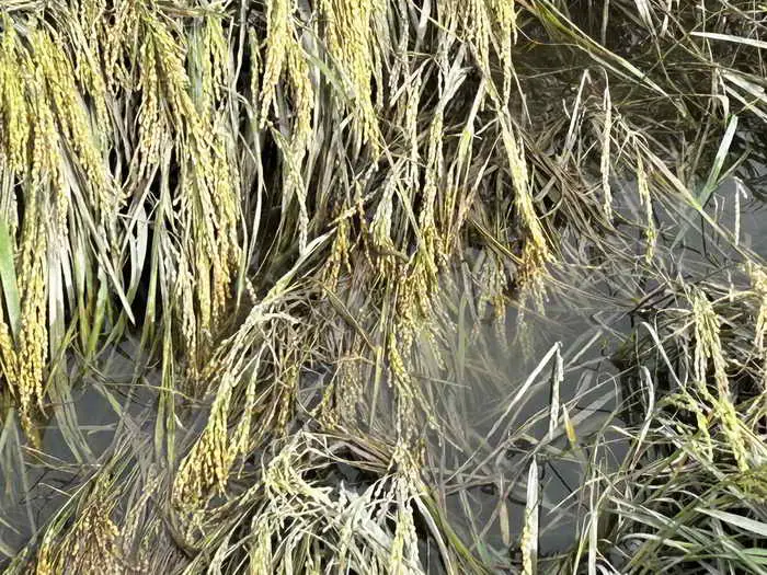 雲林地區113年第1期作受災稻穀 自即日起辦理補申報繳售受災稻穀1