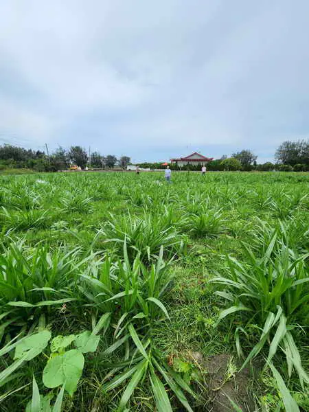 雲縣府推動低碳循環農業示範 有效改善土壤鹽化問題與增進地力保護1
