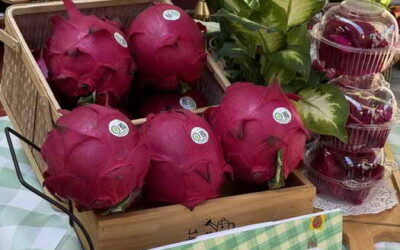 龍重登場 夏之饗火龍果 紅白果肉攏好呷